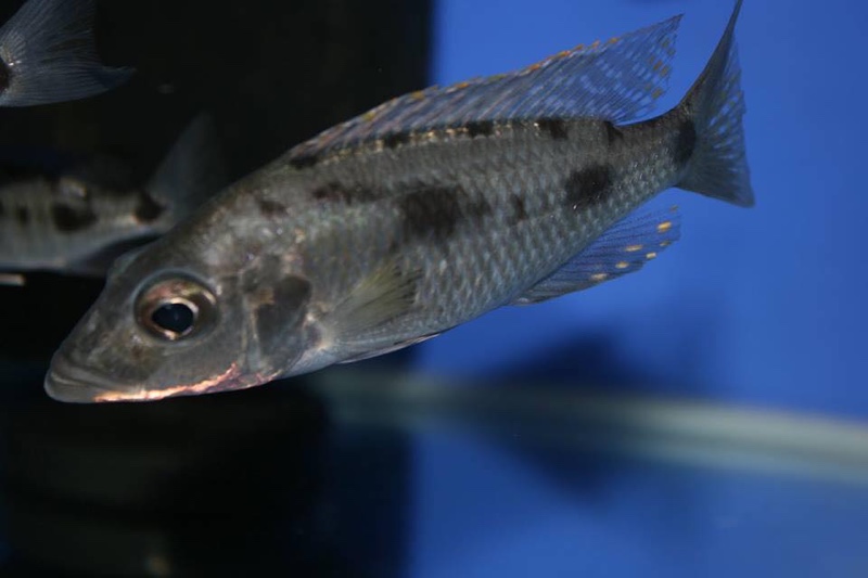 Stigmatochromis woodi
